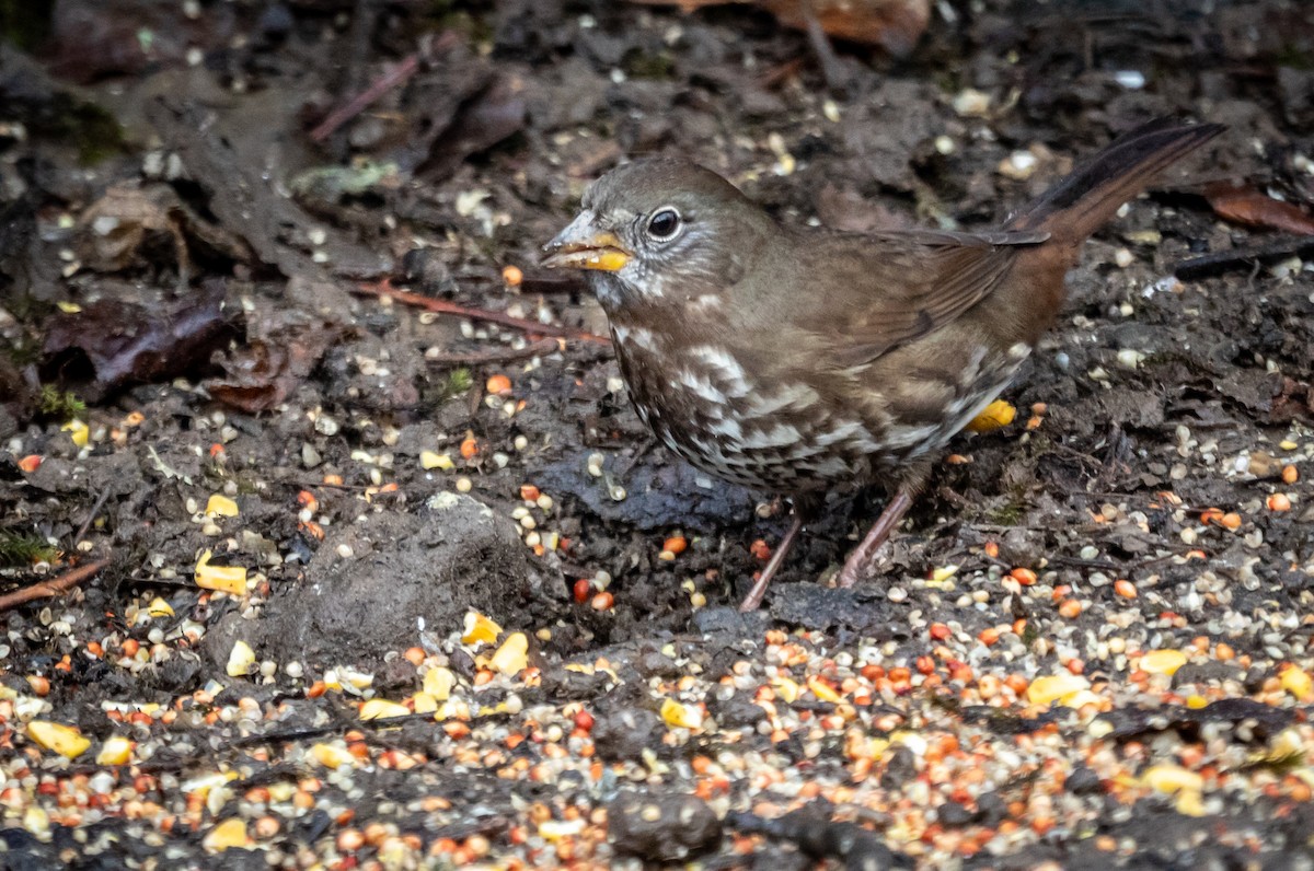 Fox Sparrow - ML647721442