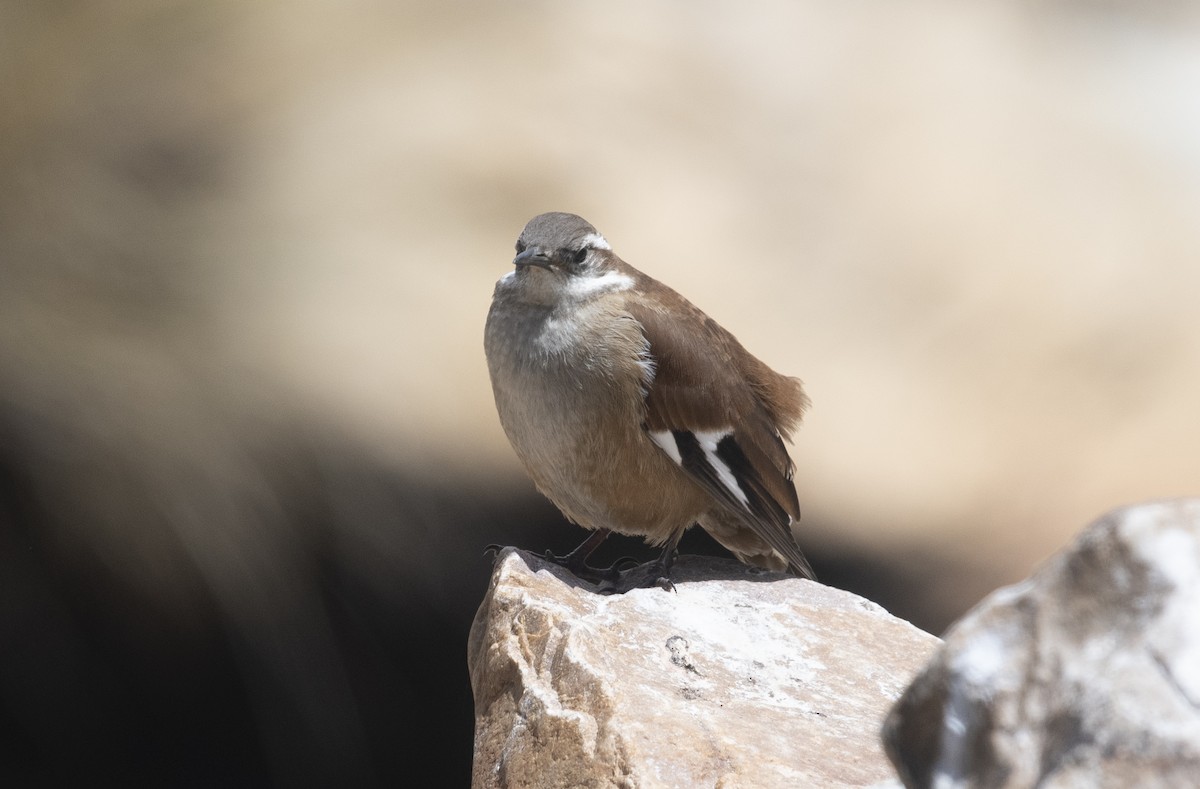 White-winged Cinclodes - ML647721443