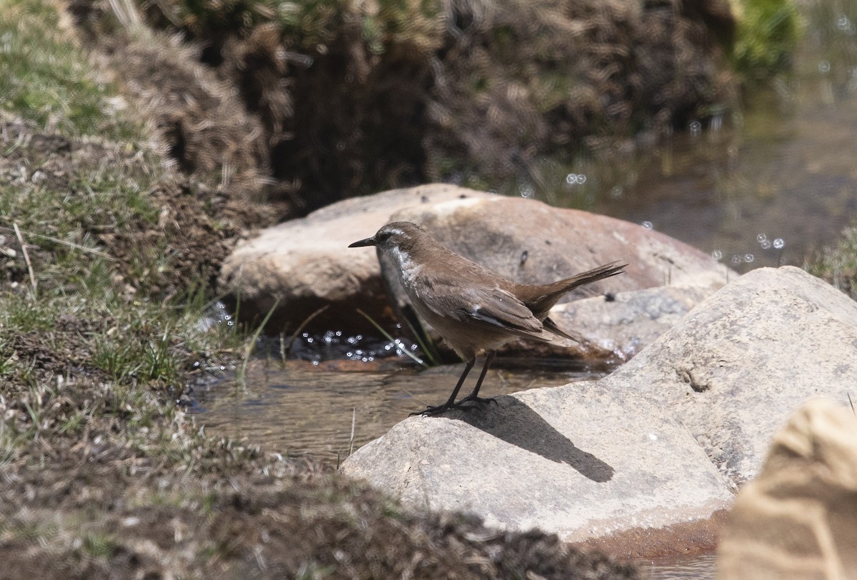 White-winged Cinclodes - ML647721444