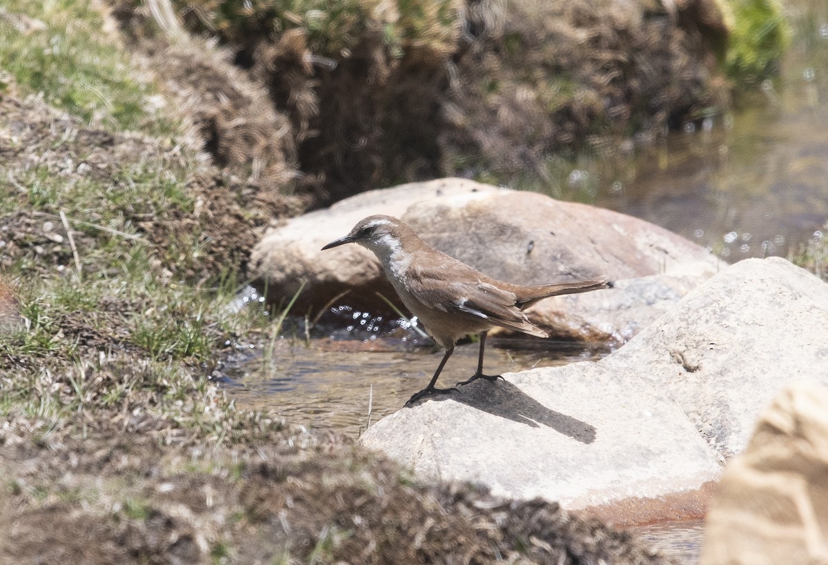 White-winged Cinclodes - ML647721445