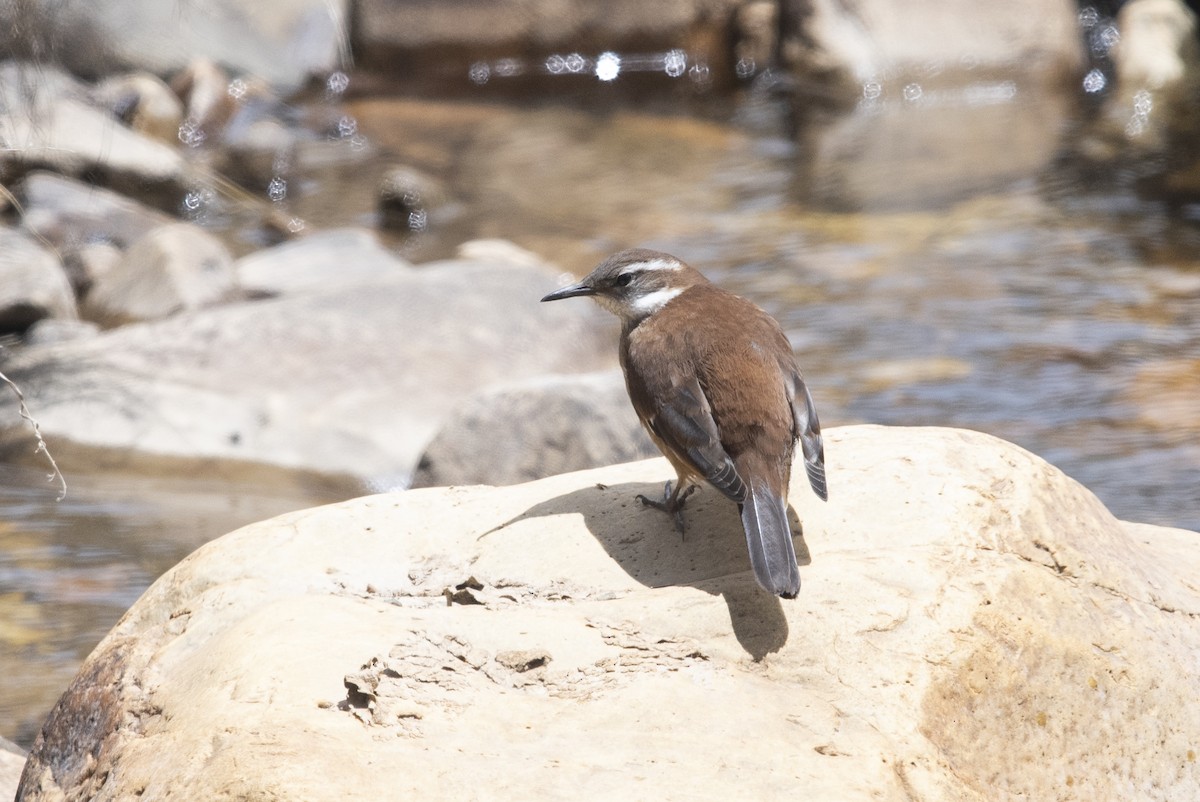 White-winged Cinclodes - ML647721446