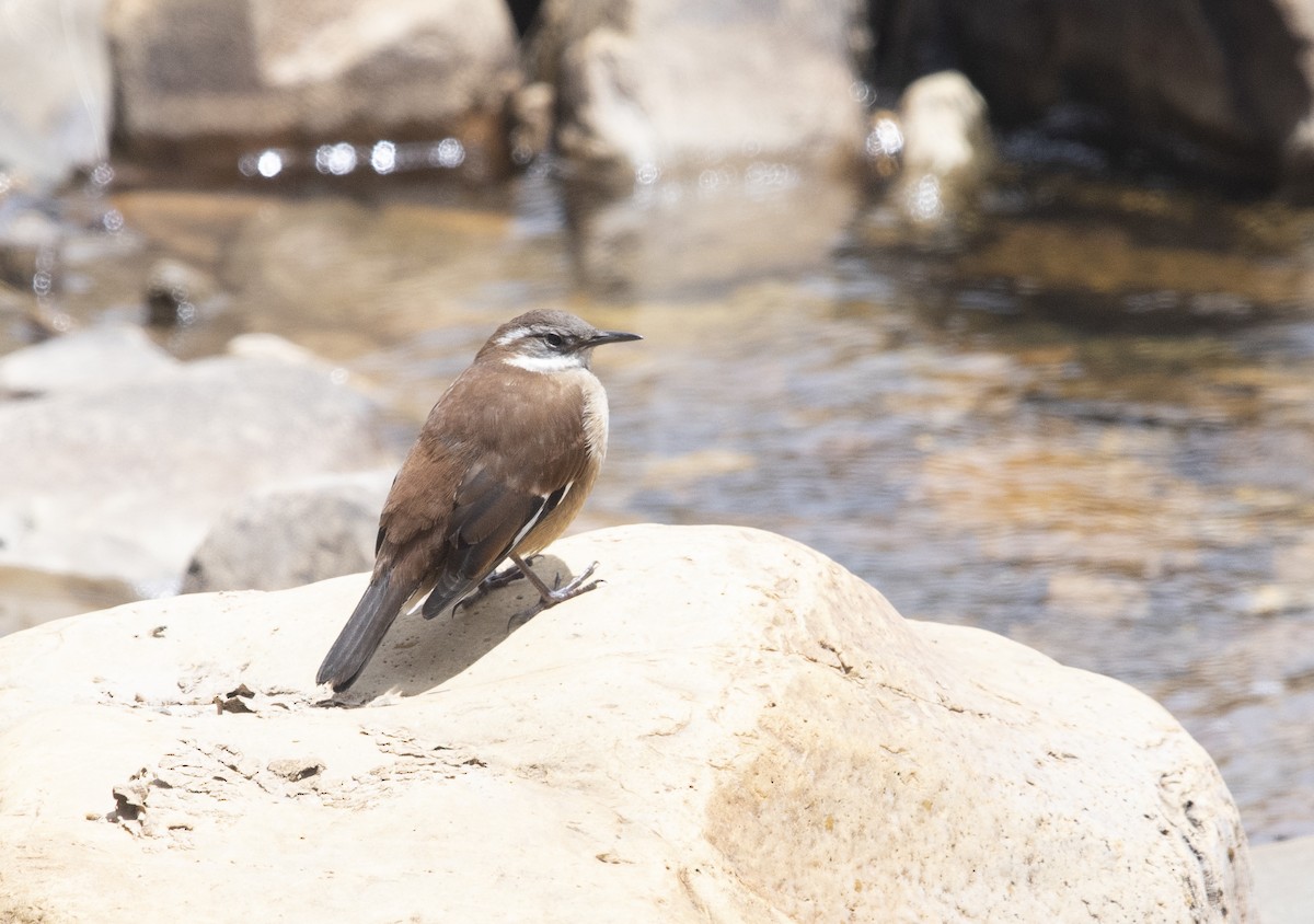 White-winged Cinclodes - ML647721447