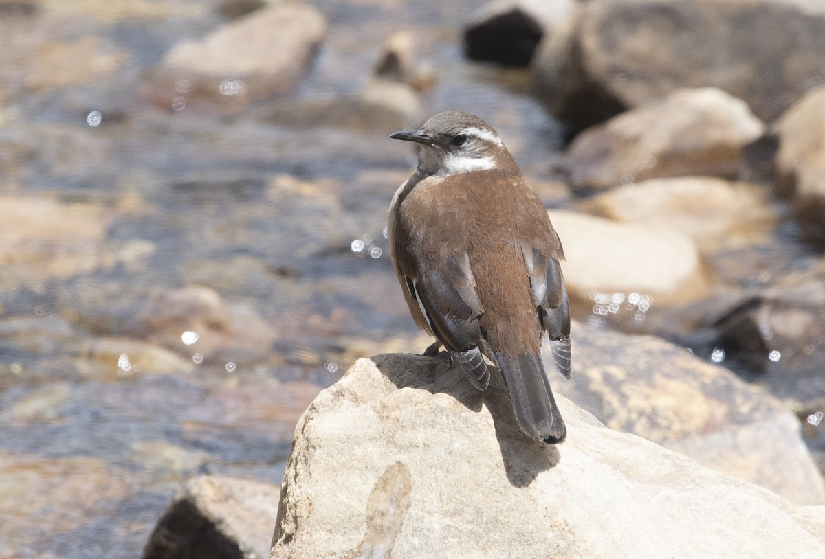 White-winged Cinclodes - ML647721448