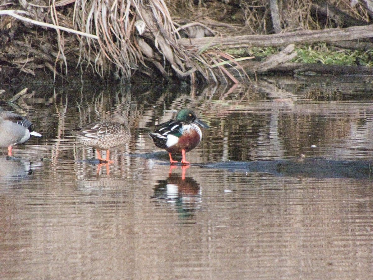 Northern Shoveler - ML647721449