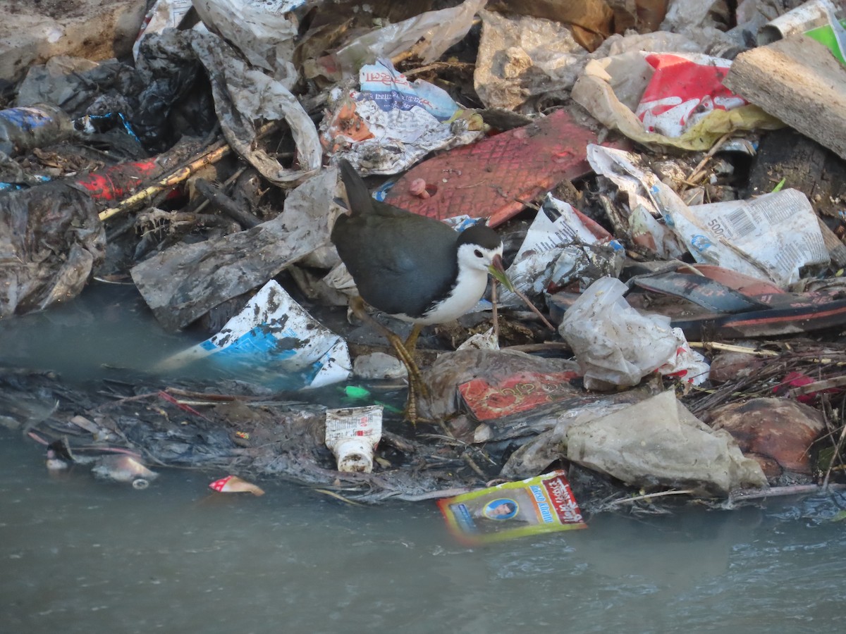 White-breasted Waterhen - ML647721450