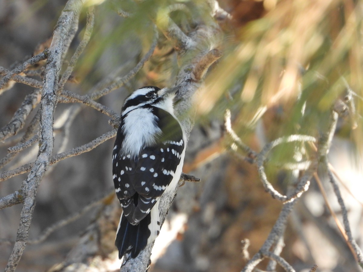 Downy Woodpecker (Rocky Mts.) - ML647721451
