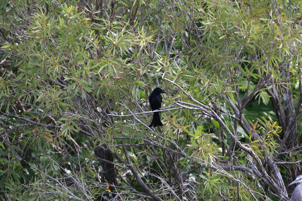Spangled Drongo - ML647721452