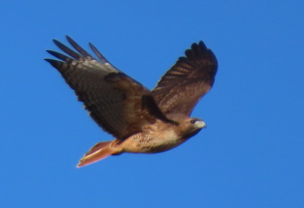 Red-tailed Hawk - ML647721453