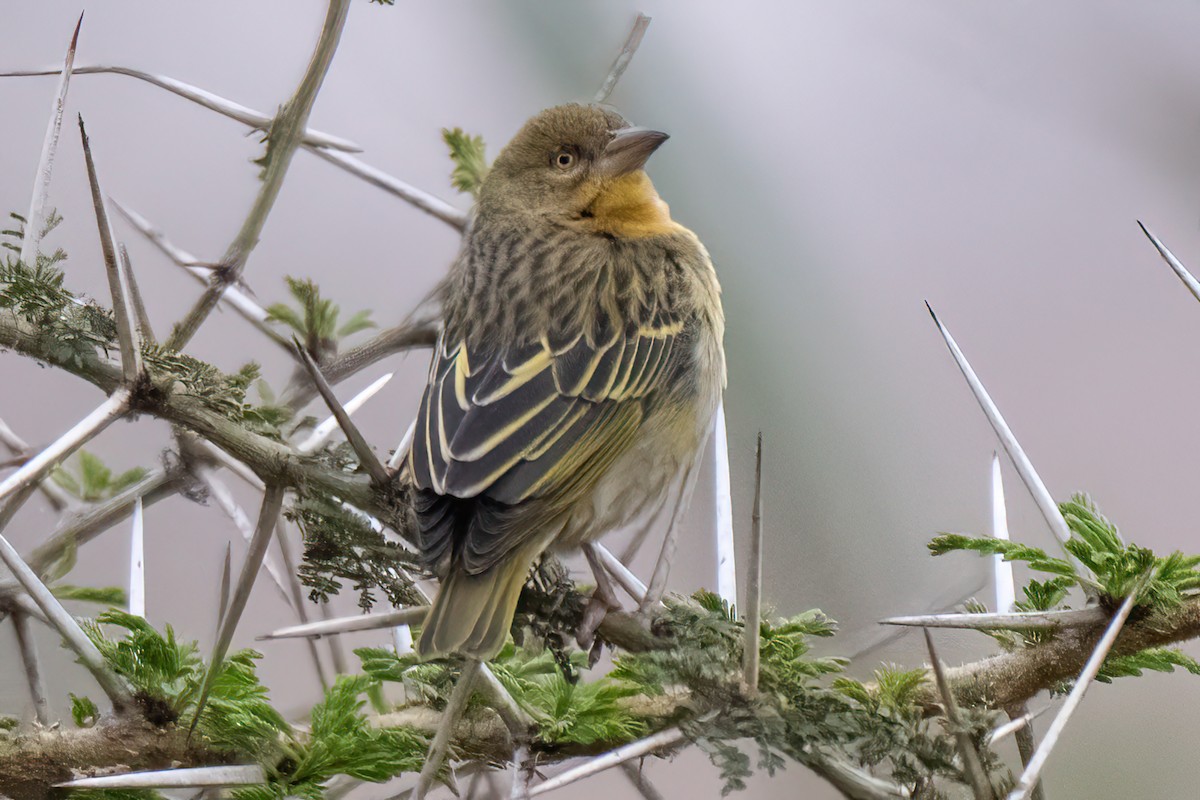 Speke's Weaver - ML647721454