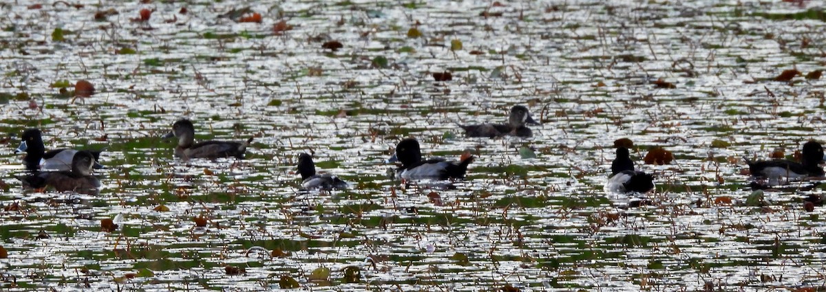 Ring-necked Duck - ML647721456