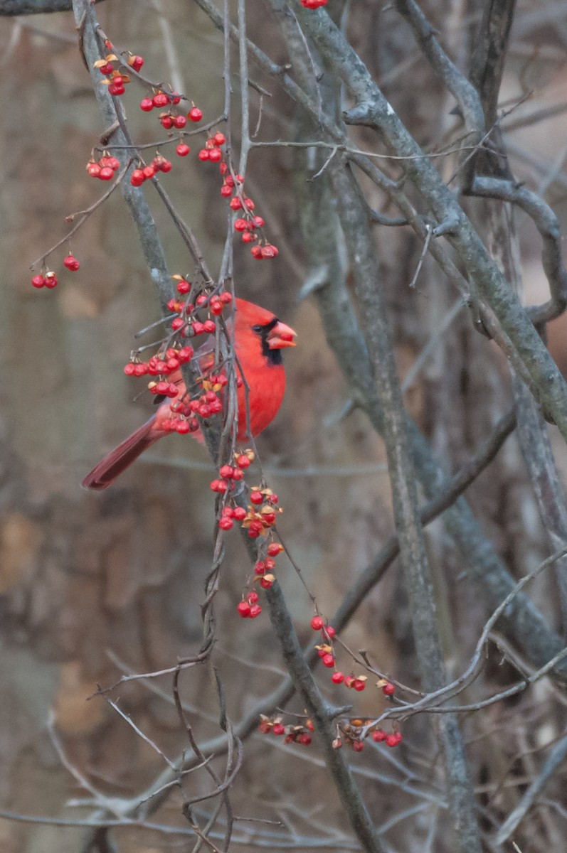 Northern Cardinal - ML647721458