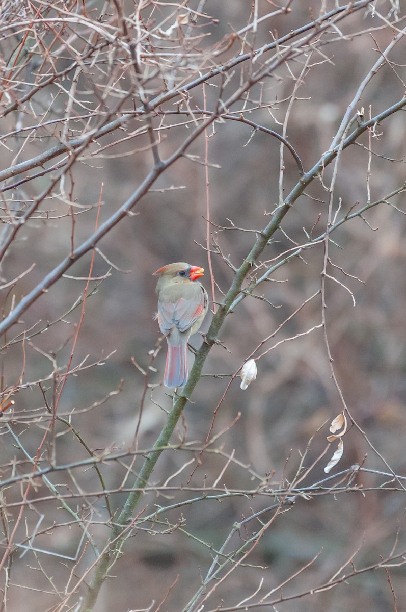 Northern Cardinal - ML647721459