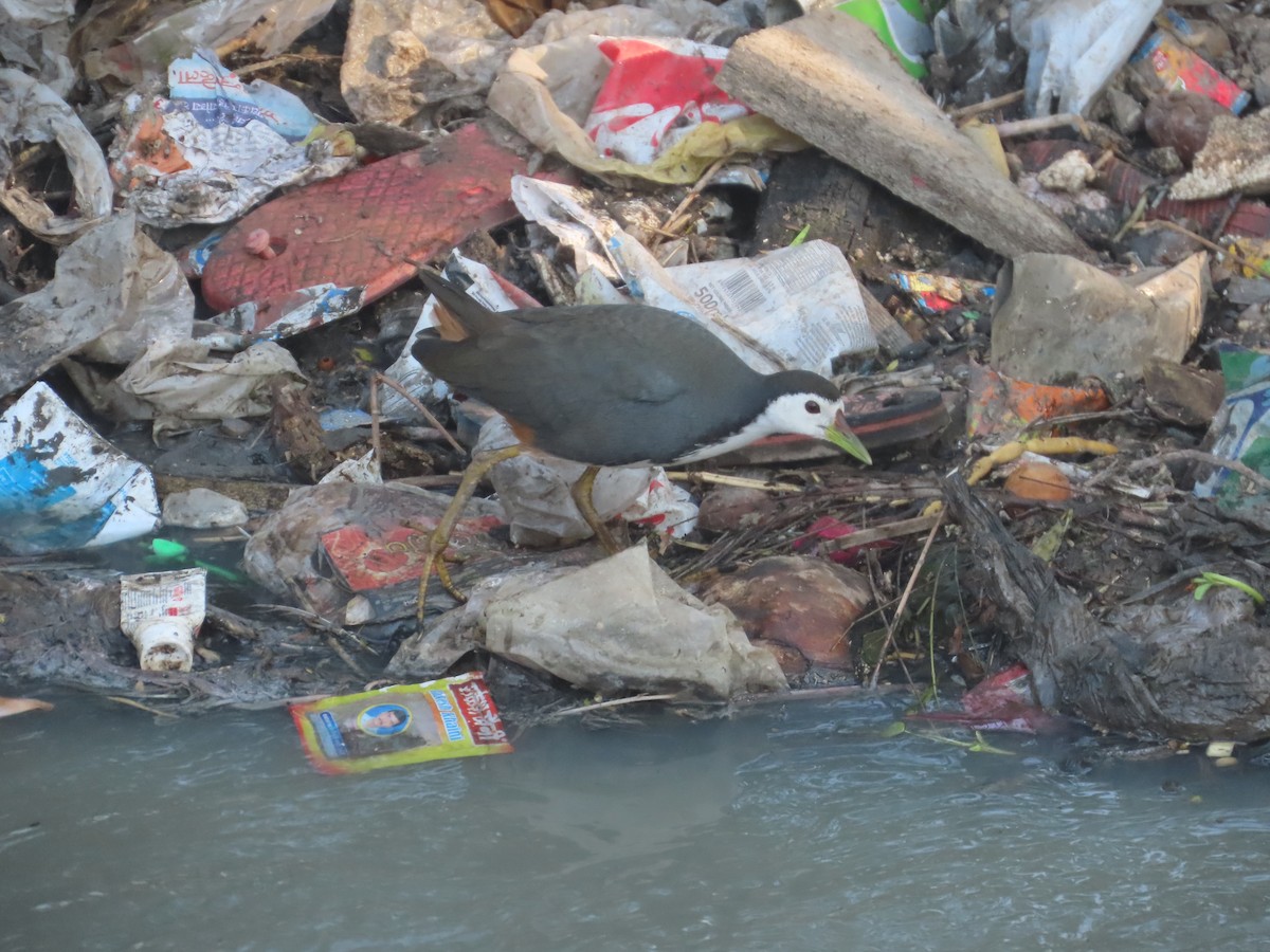 White-breasted Waterhen - ML647721461