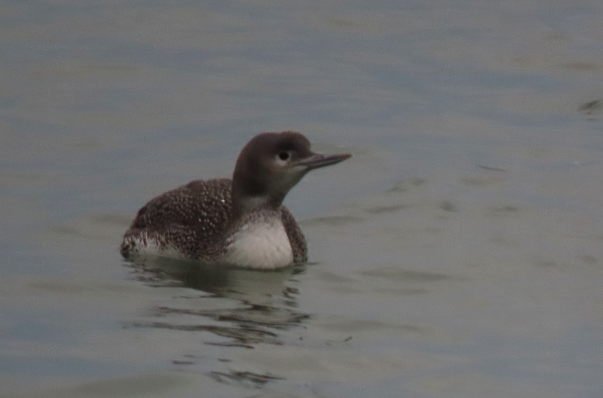Red-throated Loon - ML647721462
