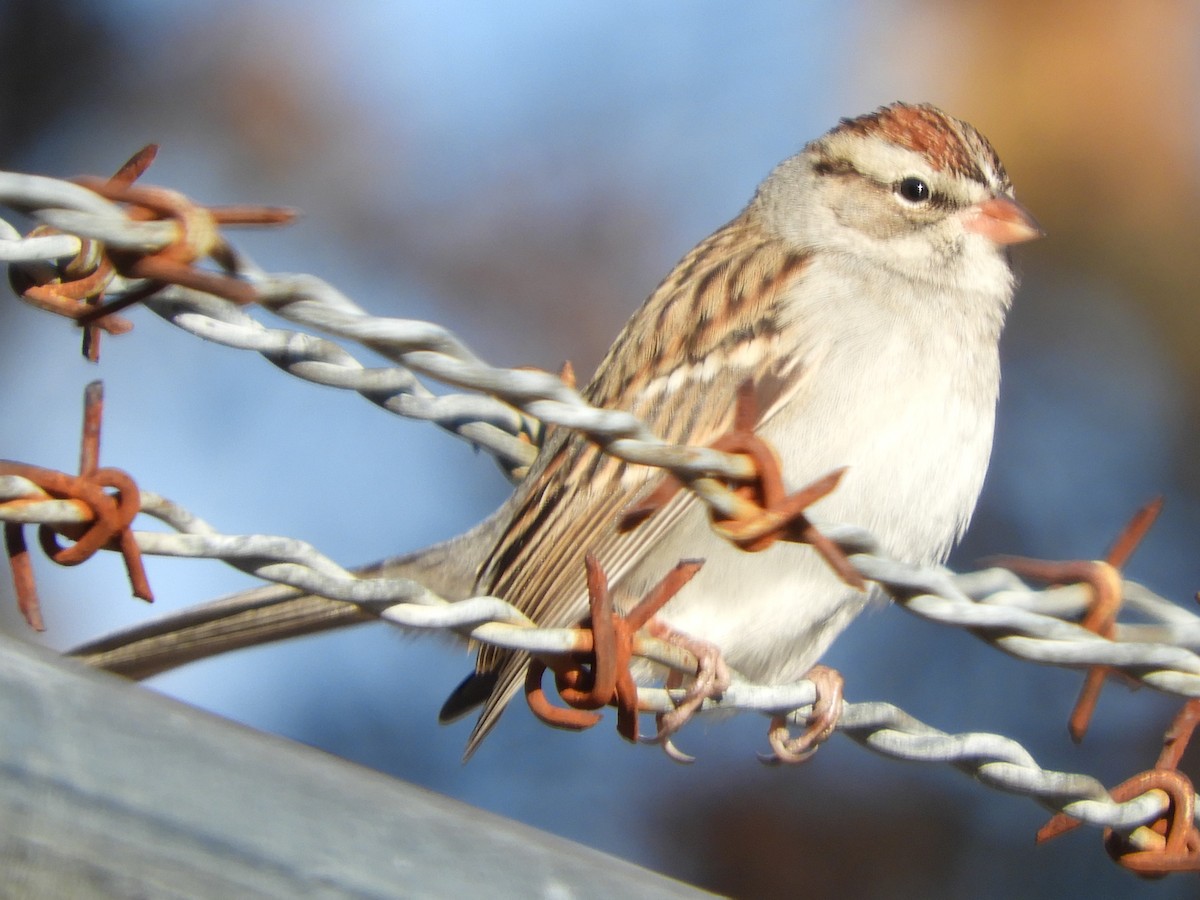 Chipping Sparrow - ML647721463