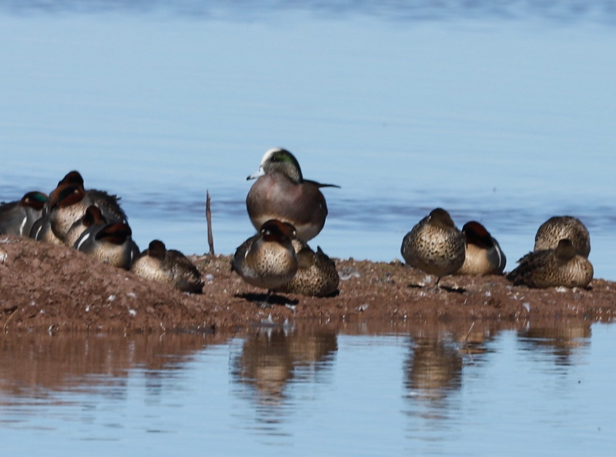 American Wigeon - ML647721464
