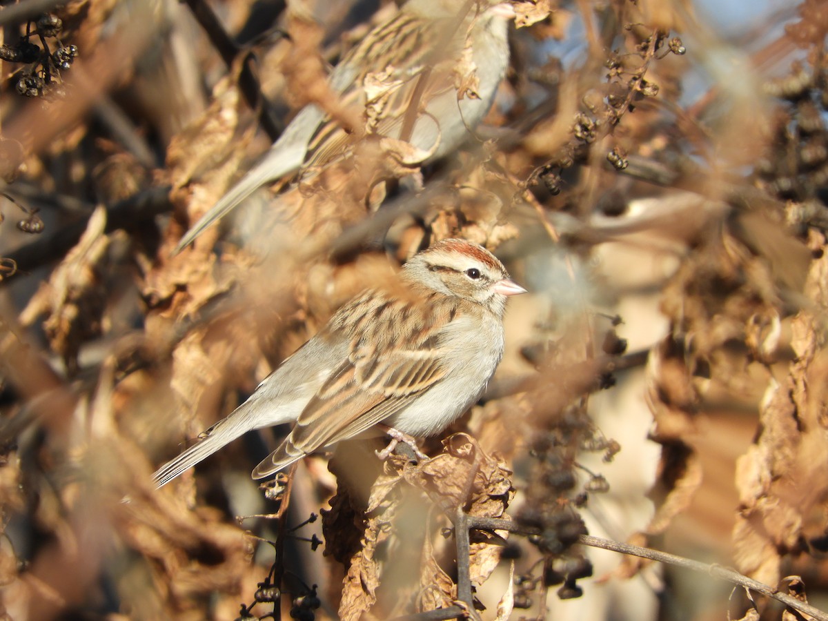Chipping Sparrow - ML647721465