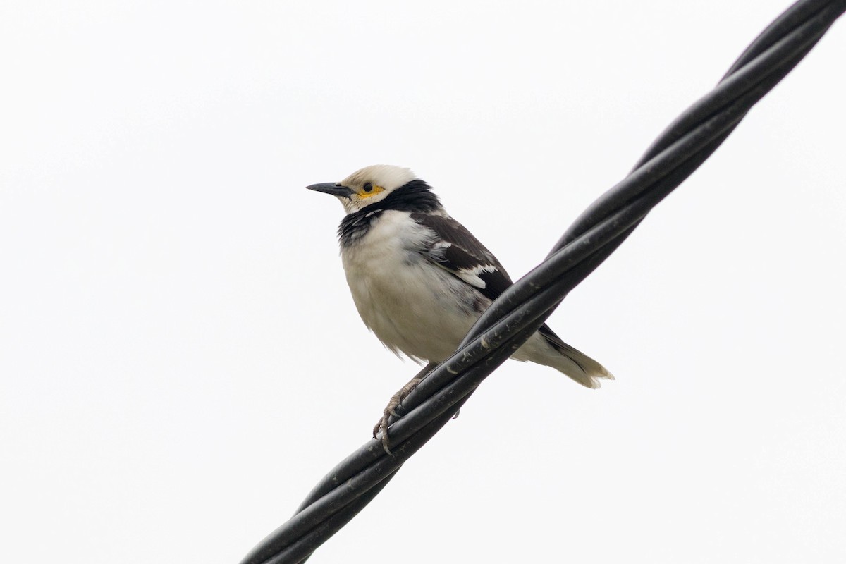 Black-collared Starling - ML647721466
