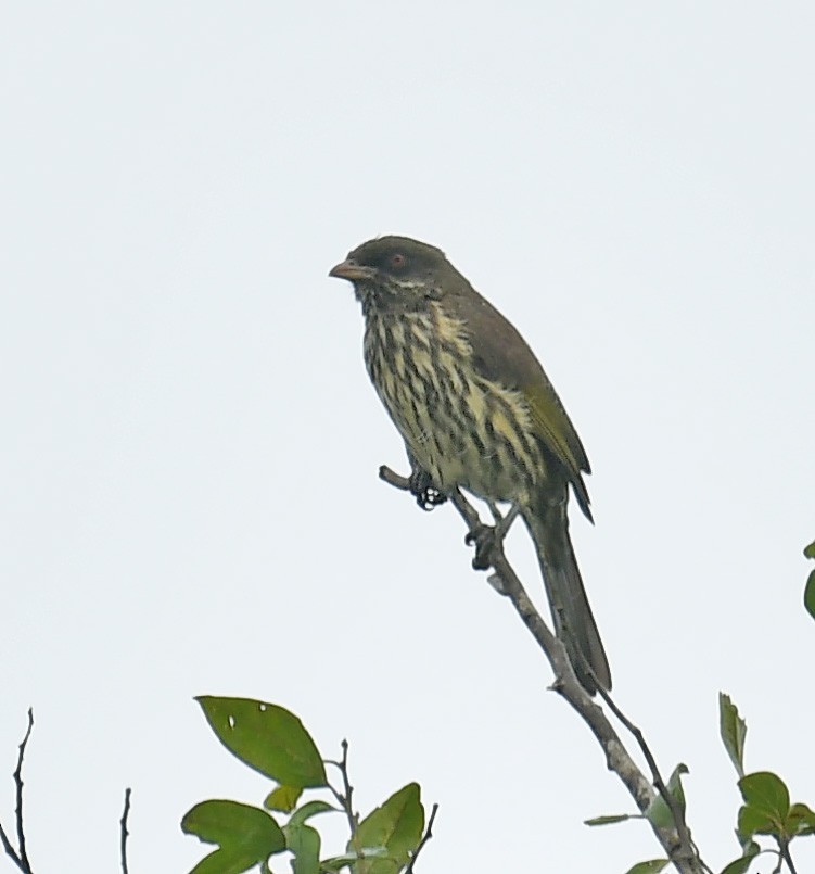 Palmchat - ML647721467