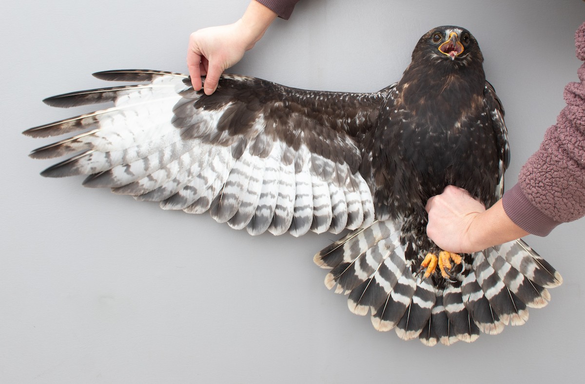 Rough-legged Hawk - ML647721468