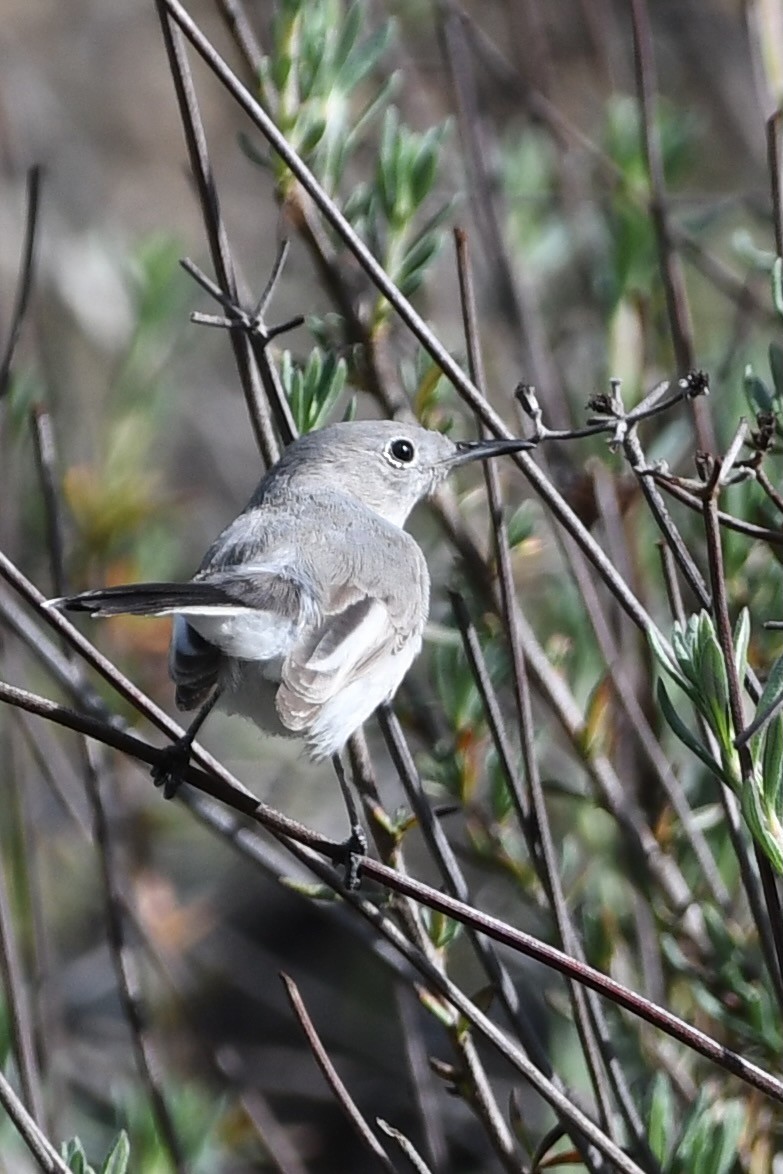 Blue-gray Gnatcatcher - ML647721469