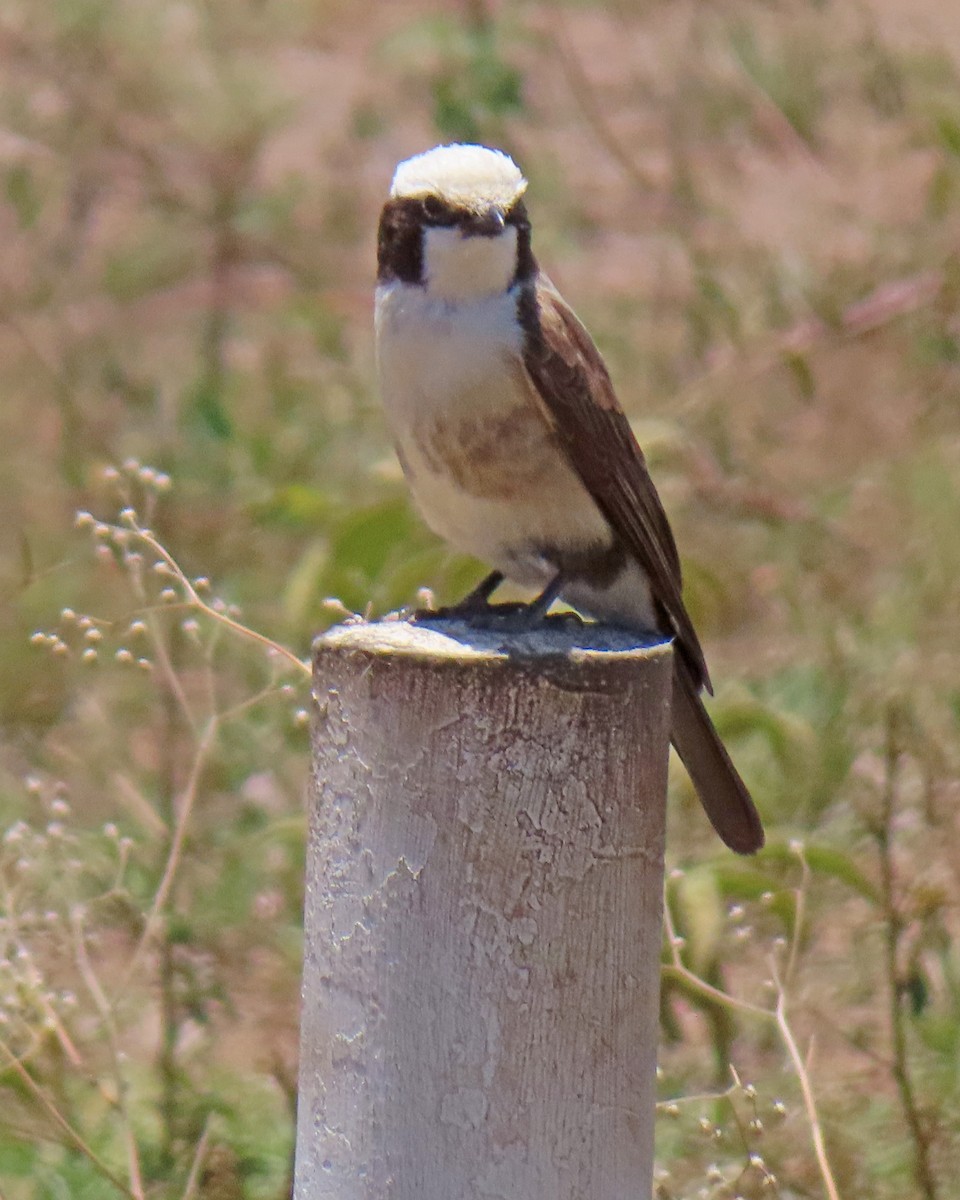 White-rumped Shrike - ML647721470