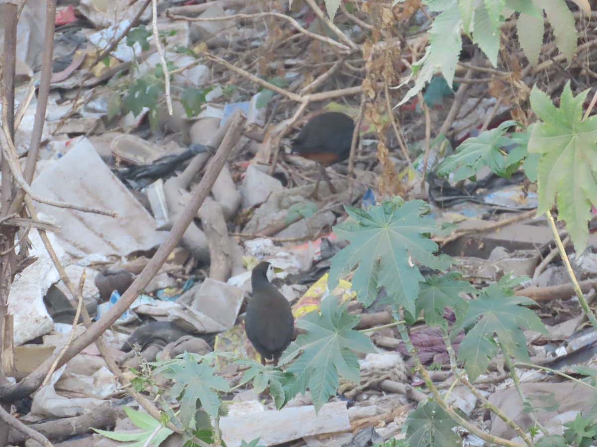 White-breasted Waterhen - ML647721471