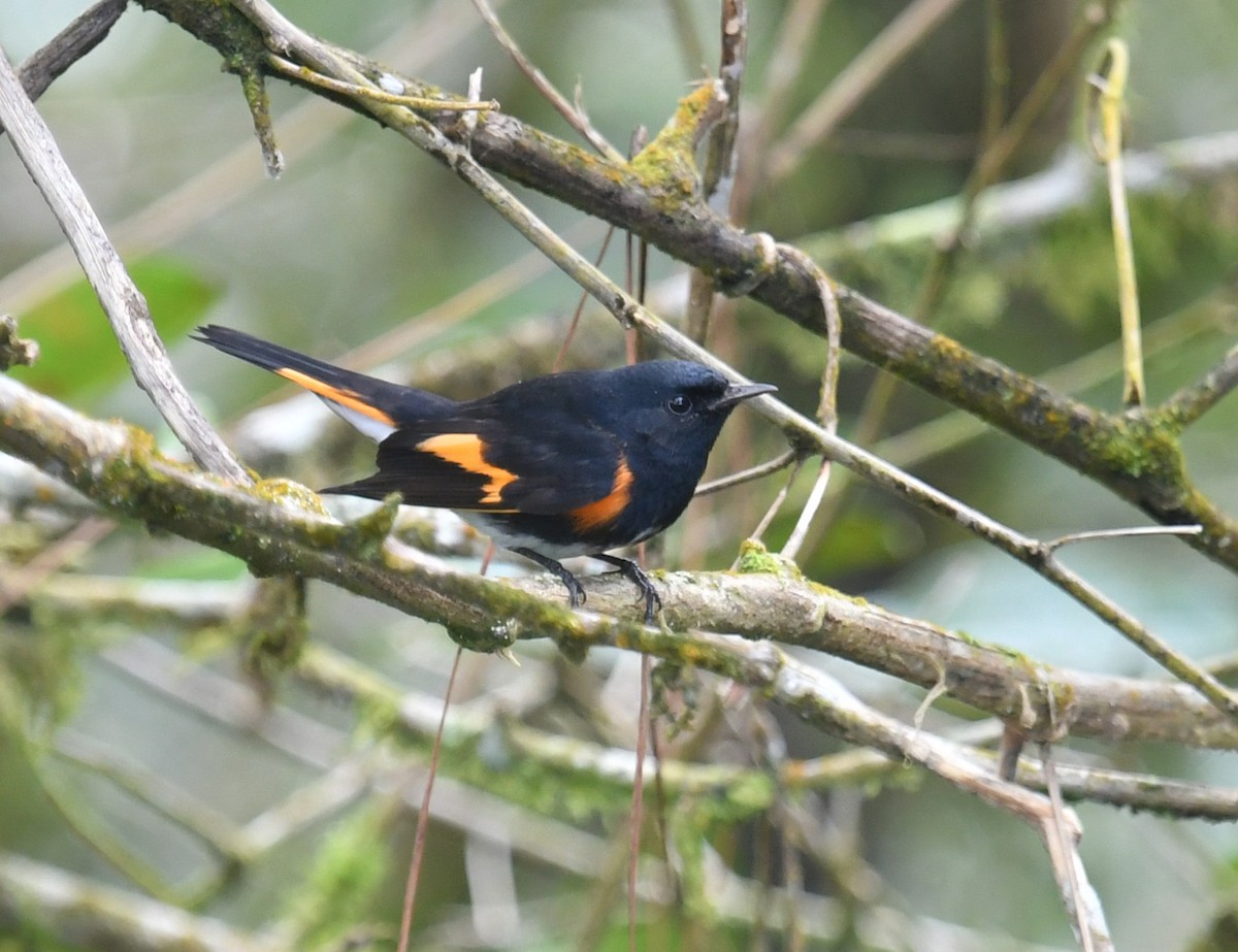 American Redstart - ML647721472
