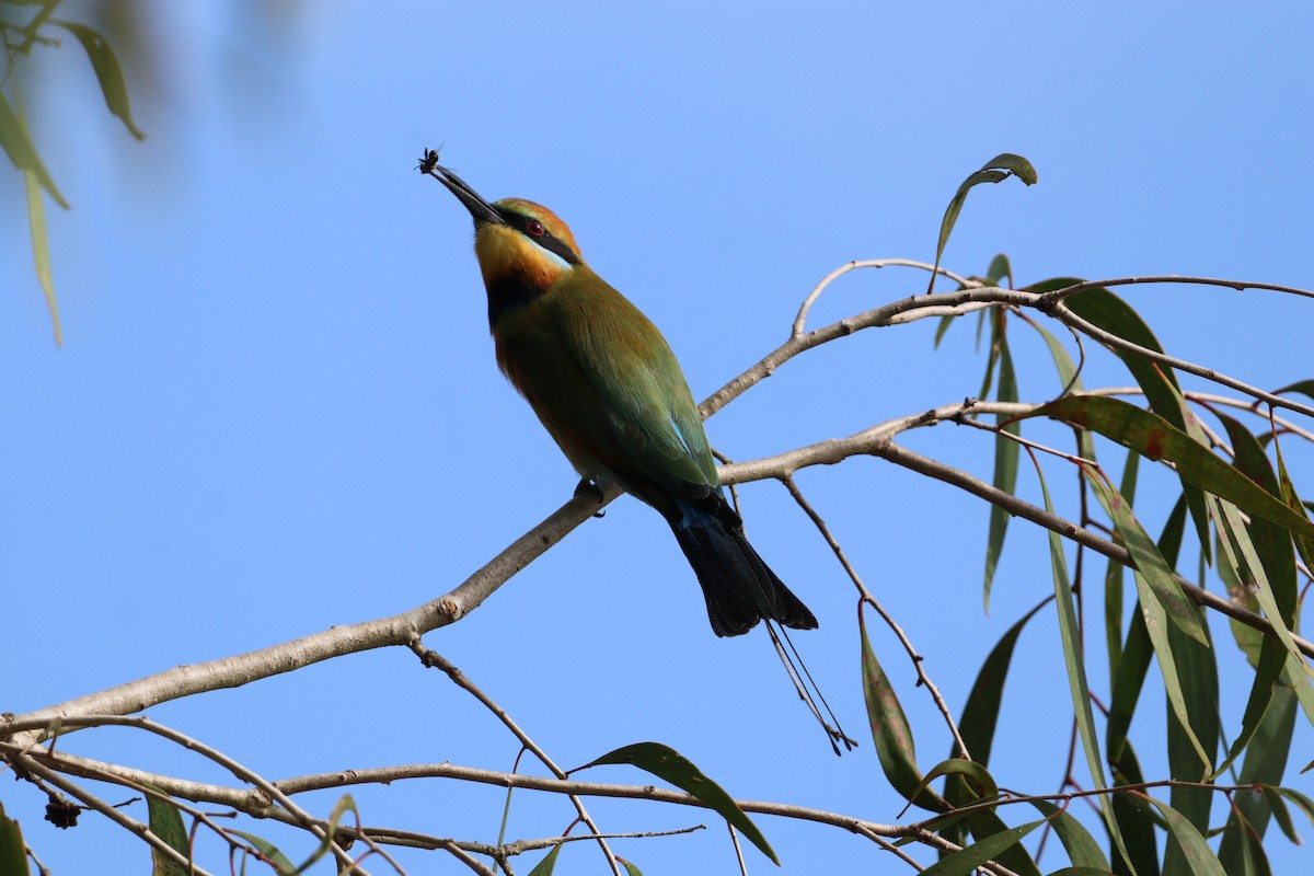 Rainbow Bee-eater - ML647721473