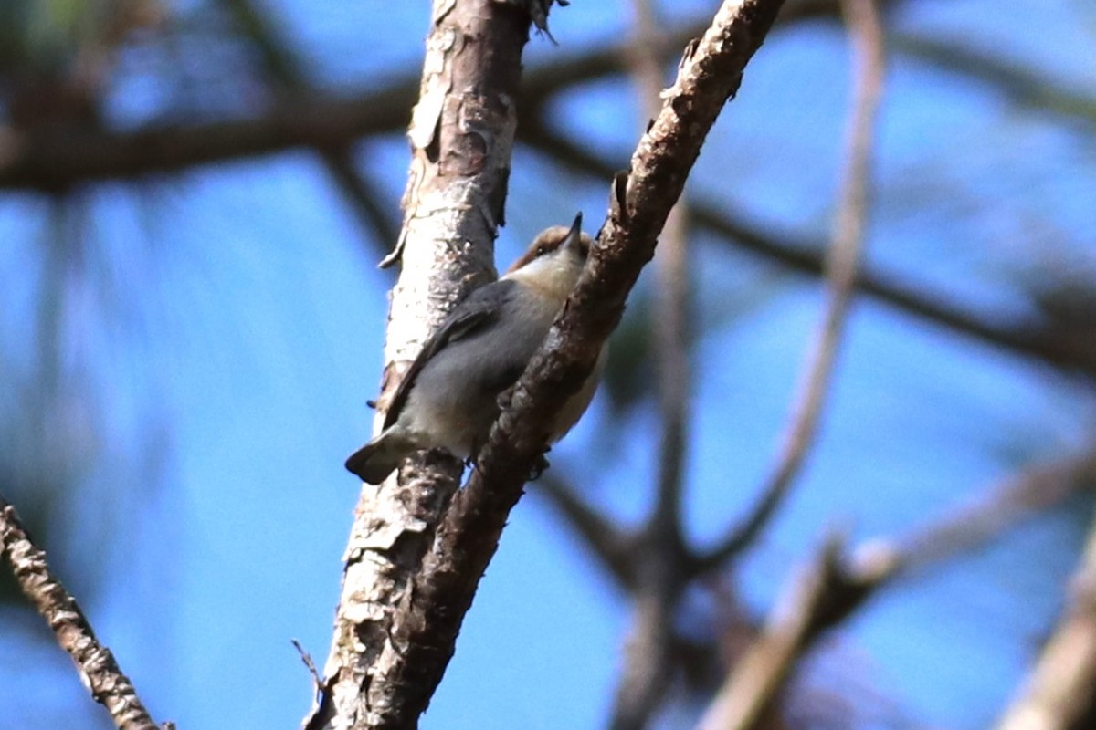 Sittelle à tête brune - ML647721480