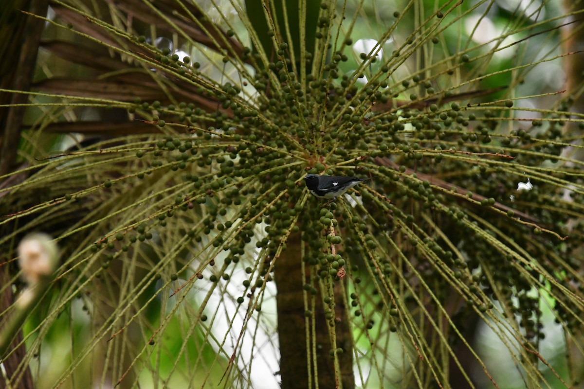 Black-throated Blue Warbler - ML647721492