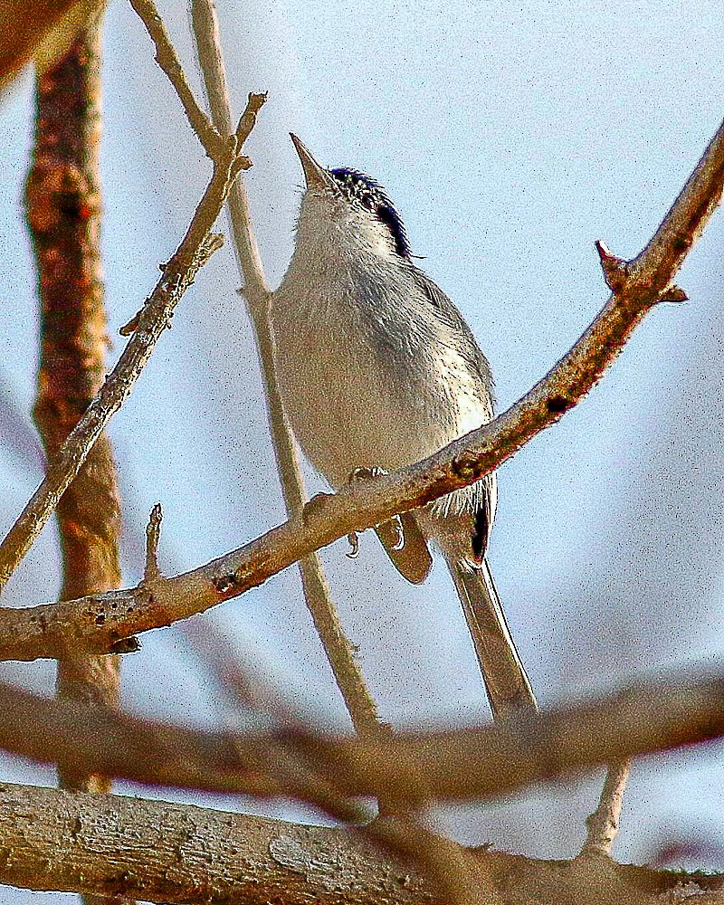 Tropical Gnatcatcher - ML647721495