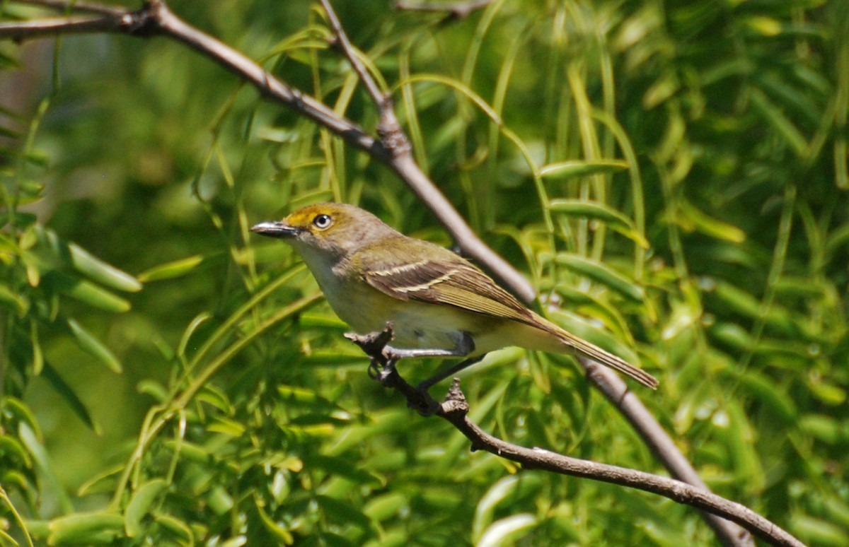 Weißaugenvireo - ML647721521
