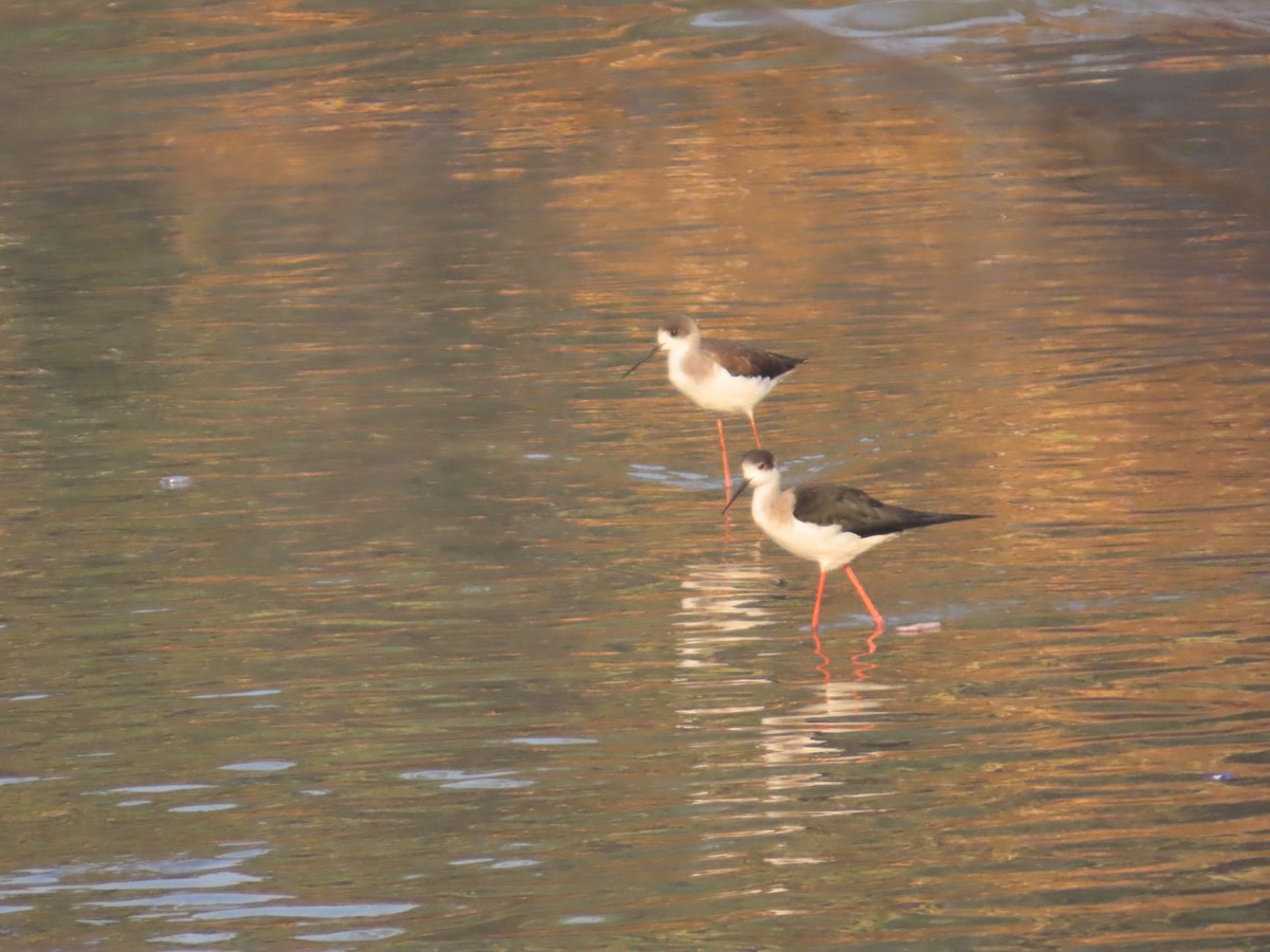 高蹺鴴 - ML647721555