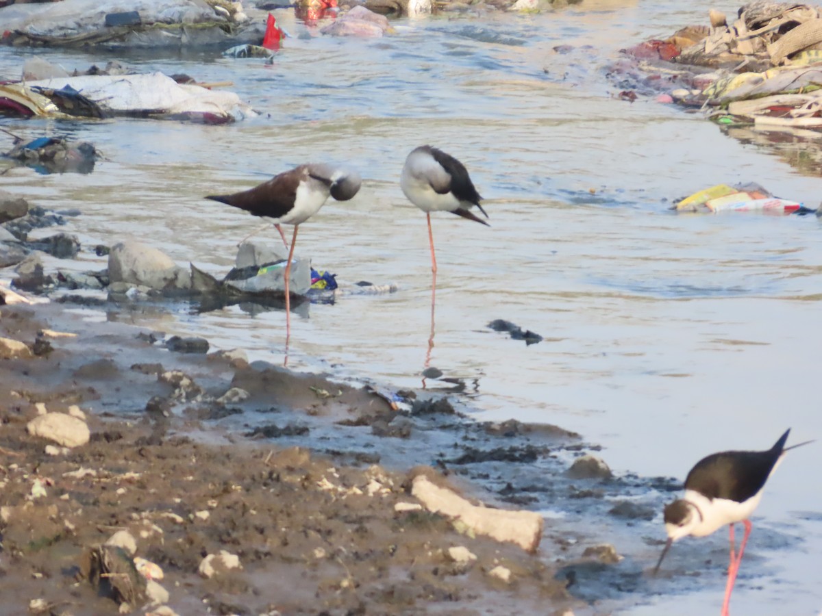 高蹺鴴 - ML647721568