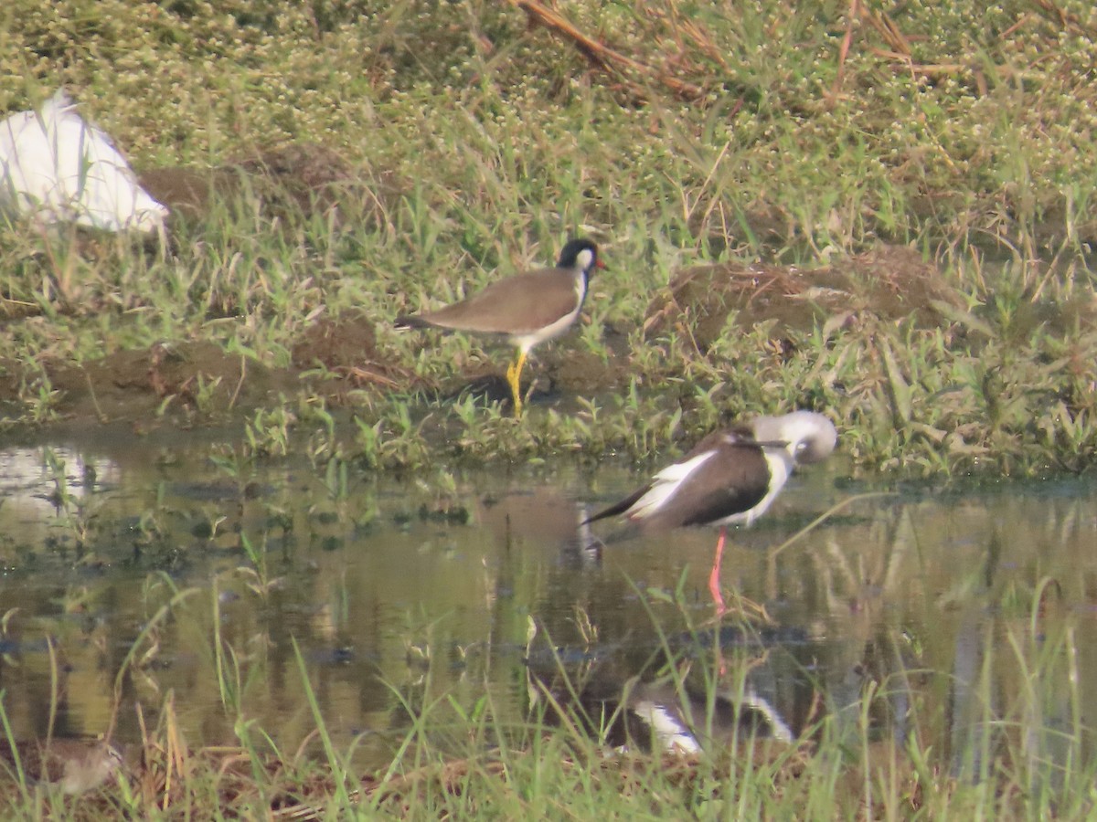 高蹺鴴 - ML647721601