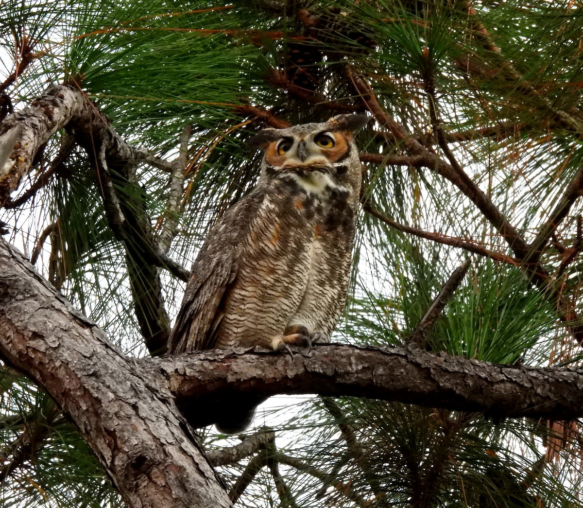 Great Horned Owl - ML647721613