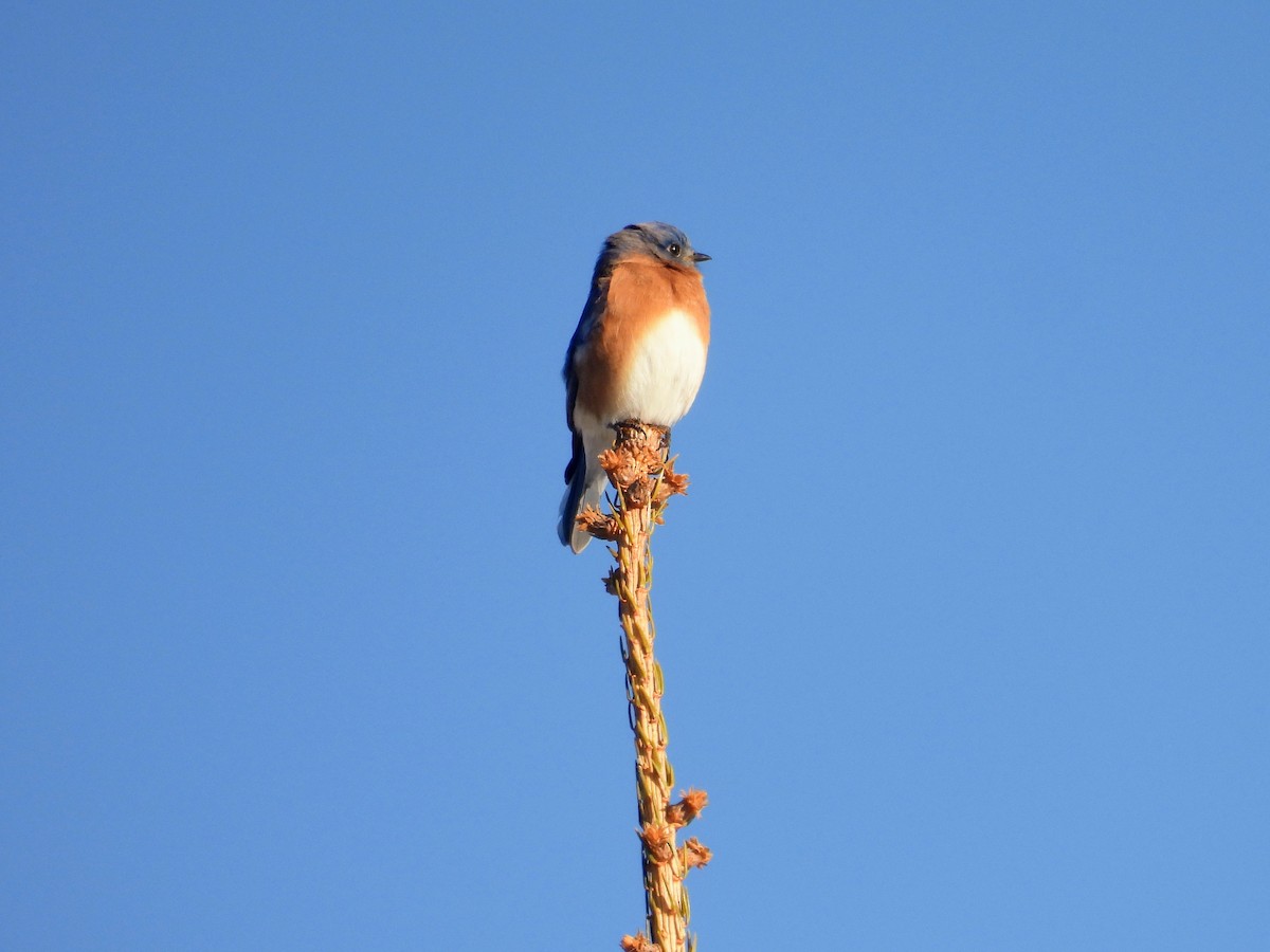 Eastern Bluebird - ML647721624