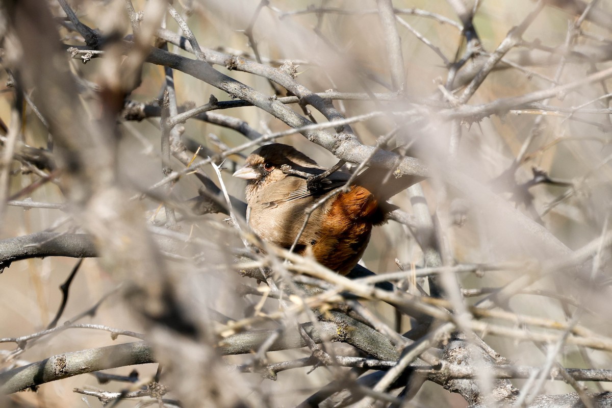 Abert's Towhee - ML647721626