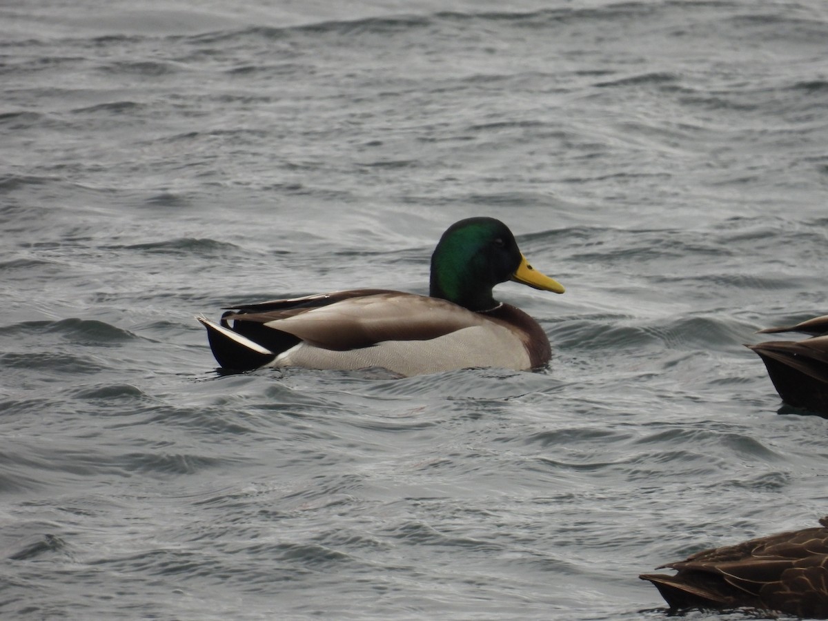 ברכיה - ML647721627