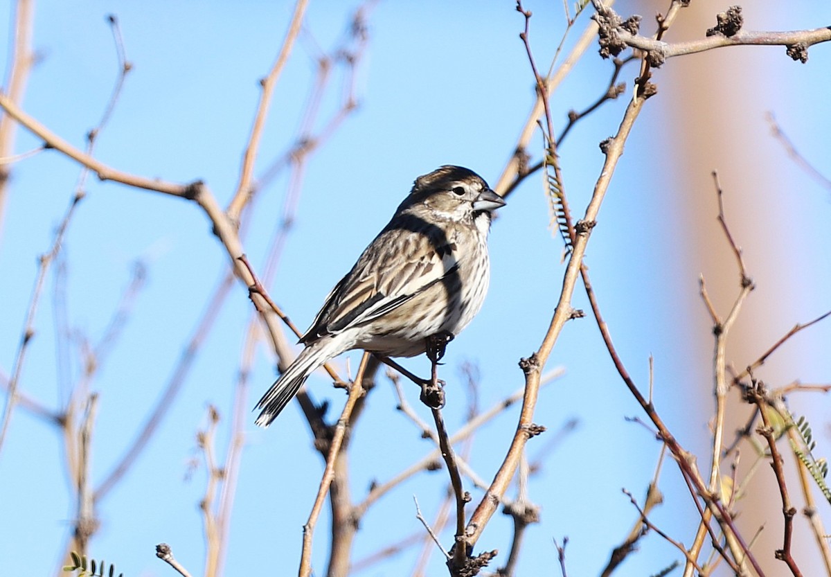 Lark Bunting - ML647721629