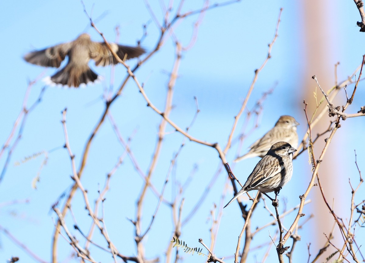 Lark Bunting - ML647721630