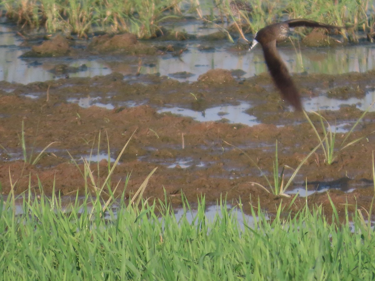 ביצנית לבנת-בטן - ML647721631