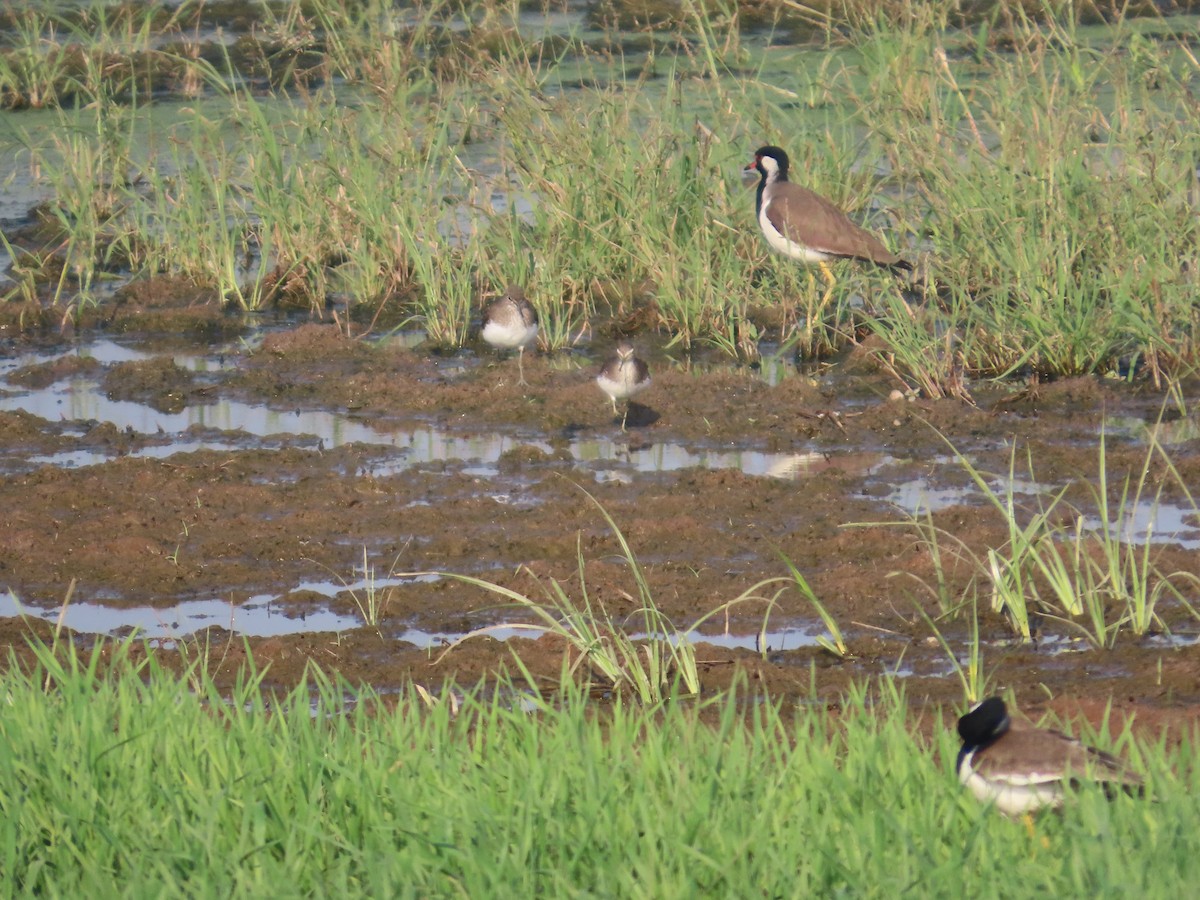 ביצנית לבנת-בטן - ML647721633