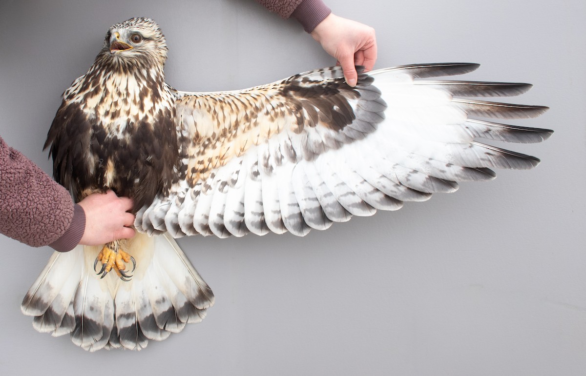 עקב מכנסיים - ML647721634