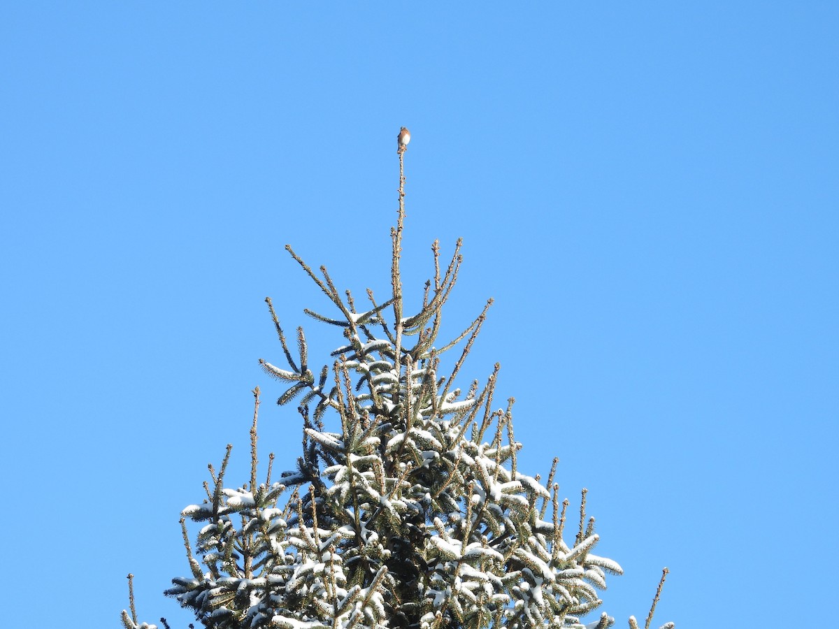 Eastern Bluebird - ML647721635