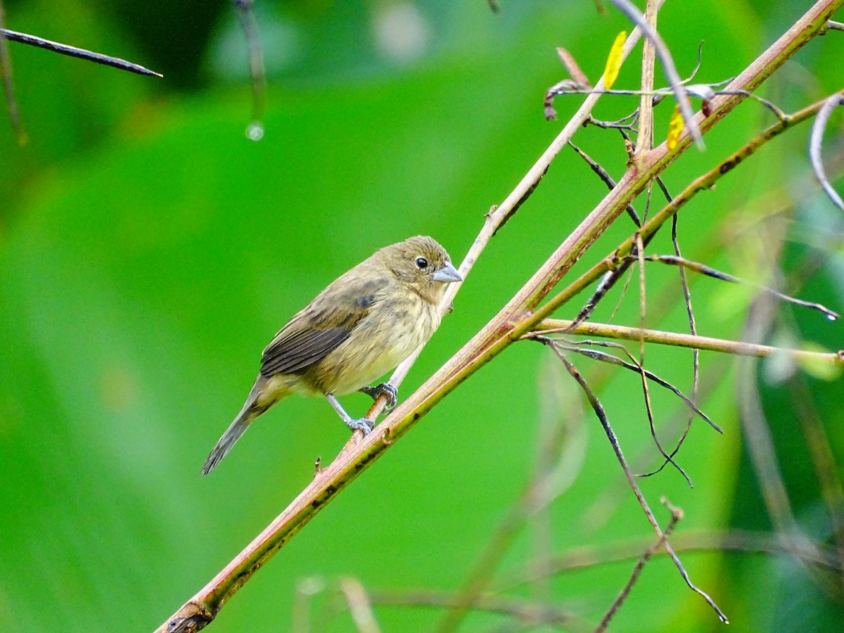 Blue-black Grassquit - ML647721637