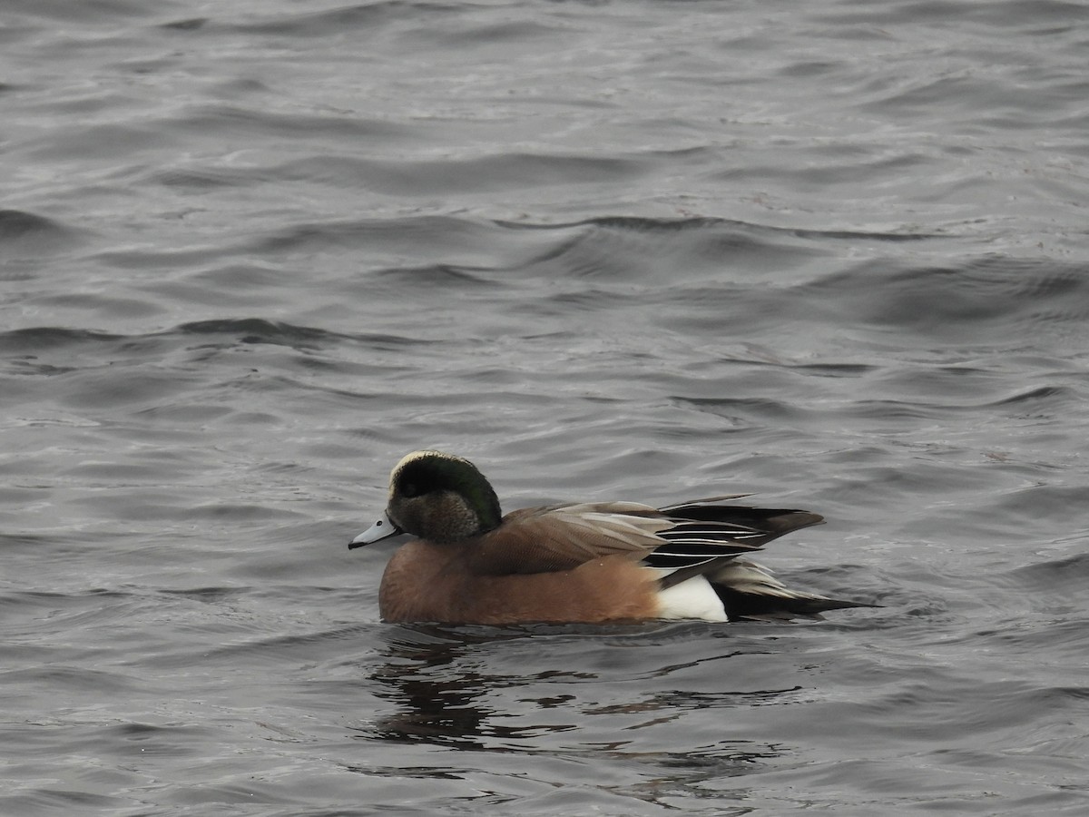 ברווז אמריקני - ML647721638