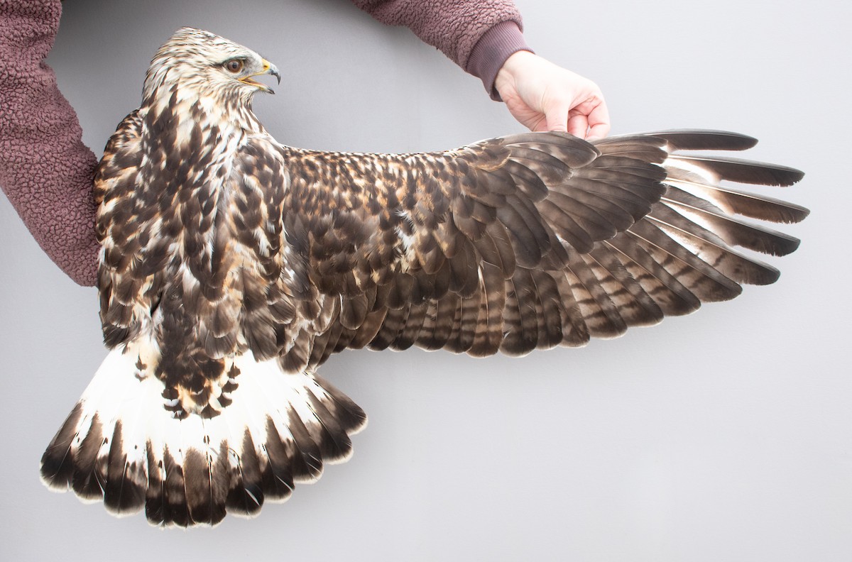 עקב מכנסיים - ML647721640