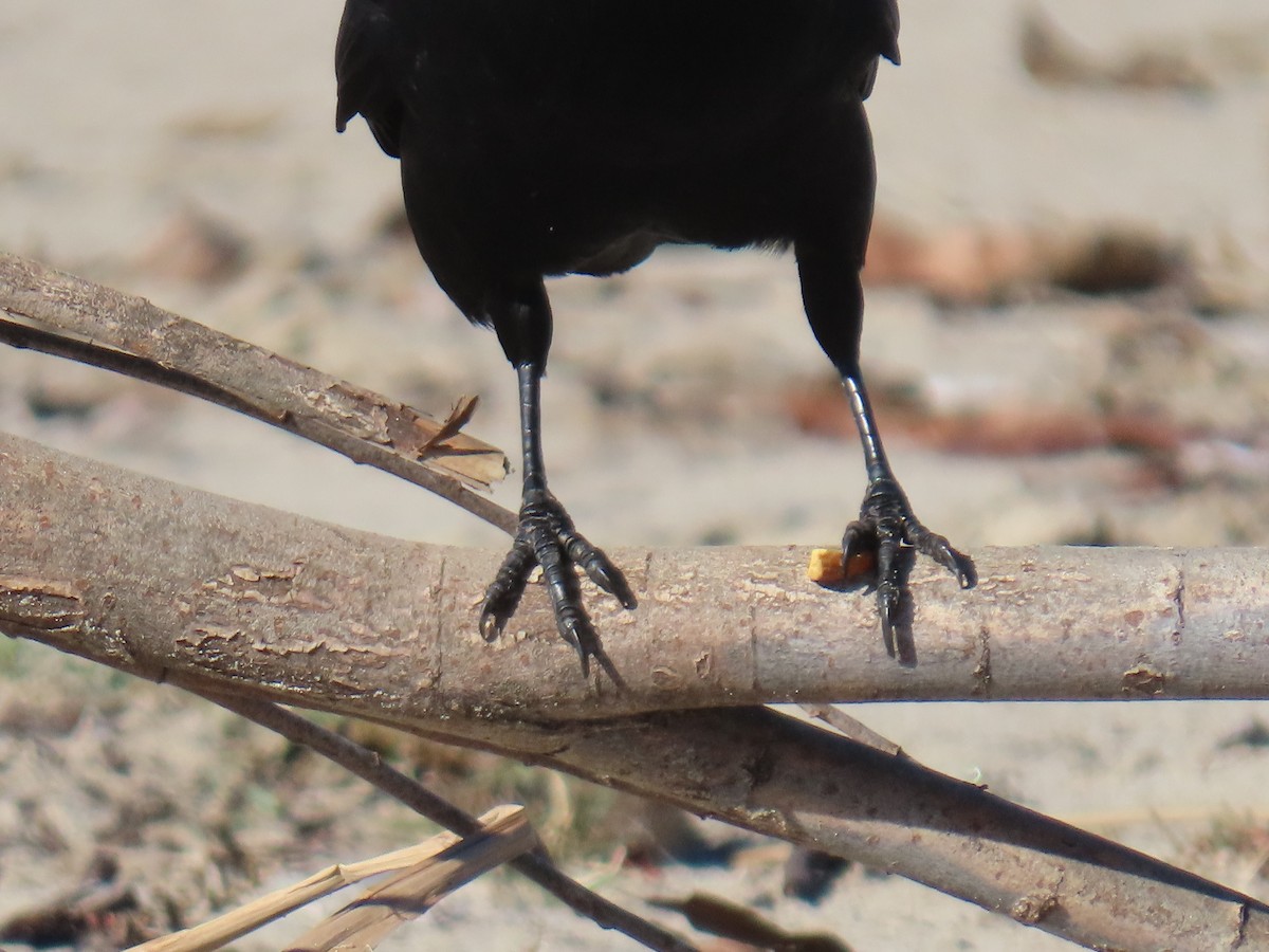 American Crow - ML647721641